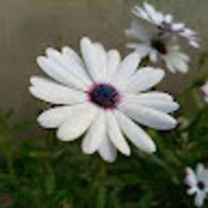 Meet your Posher, Adelynn